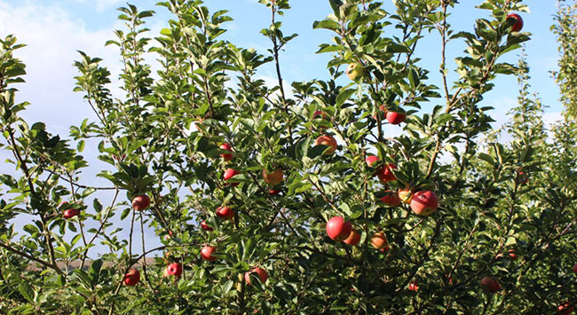 fresh spring organic produce