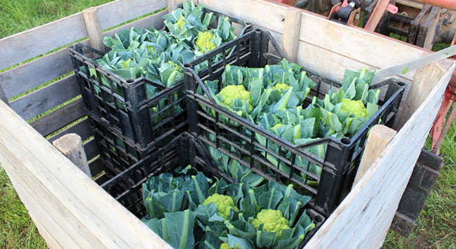 fresh spring organic produce
