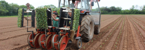 The Plowright Organic Team