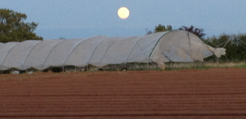 polytunnel lost in storm at Plowright Organic