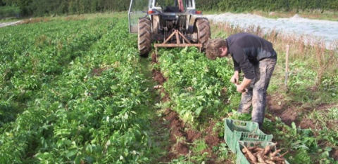 Parsnip Farming
