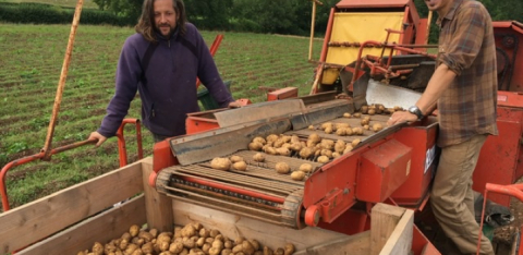 Harvest organic vegetables veg box local regenerative