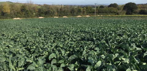 Cauliflower and purple sprouting in Far Bank 3 months later