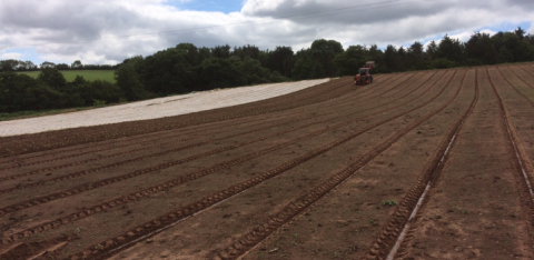 Planting cauliflower in Far Bank at Stowey Rocks on the Quantocks, Somerset