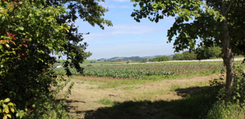 Stowey Rocks Farm