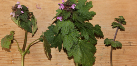 Organic farming benefits opportunist wild plants