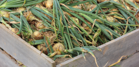 Bumper organic onion crop 
