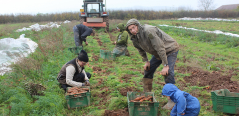Carrot harvest for Bristol and Somerset veg boxes