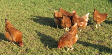 Eggs organic free range small flocks