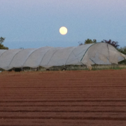polytunnel lost in storm at Plowright Organic