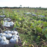 Farm Walk at Stowey Rocks