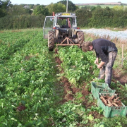 Parsnip Farming