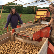 Harvest organic vegetables veg box local regenerative