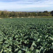 Cauliflower and purple sprouting in Far Bank 3 months later