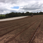 Planting cauliflower in Far Bank at Stowey Rocks on the Quantocks, Somerset