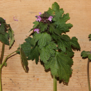 Organic farming benefits opportunist wild plants
