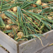 Bumper organic onion crop 
