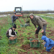 Carrot harvest for Bristol and Somerset veg boxes