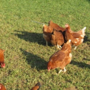 Eggs organic free range small flocks